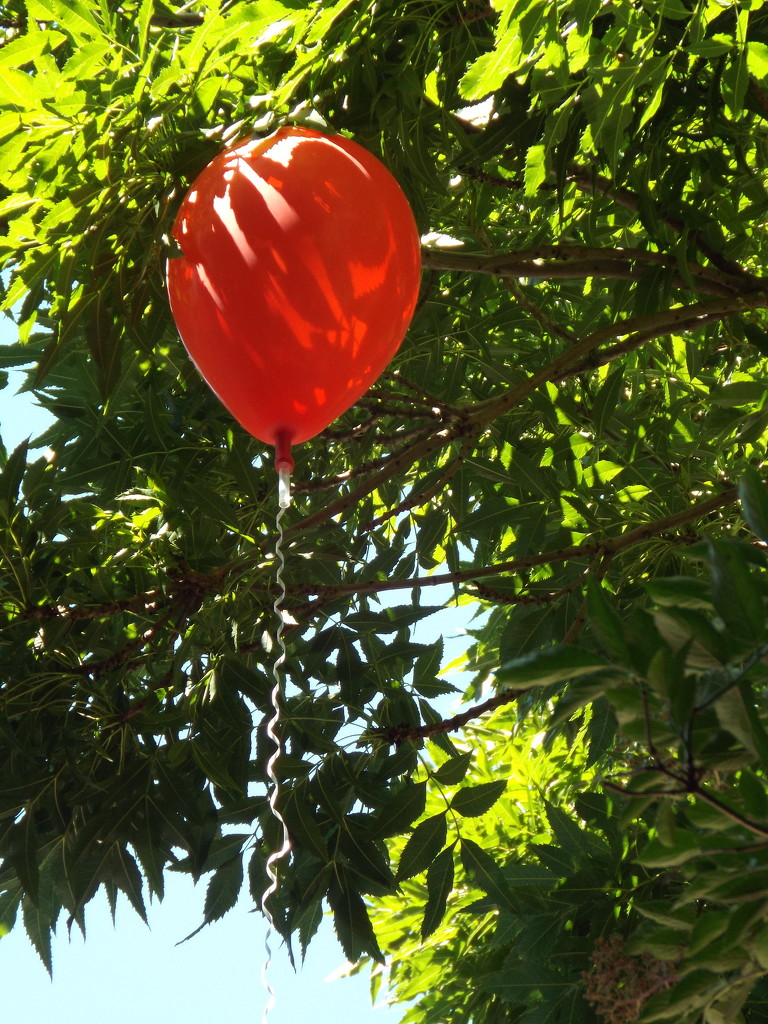 Balloon in a tree by suzanne234