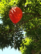 30th Jun 2018 - Balloon in a tree