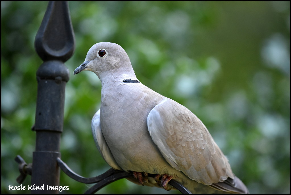 It was nice to see the collared dove by rosiekind