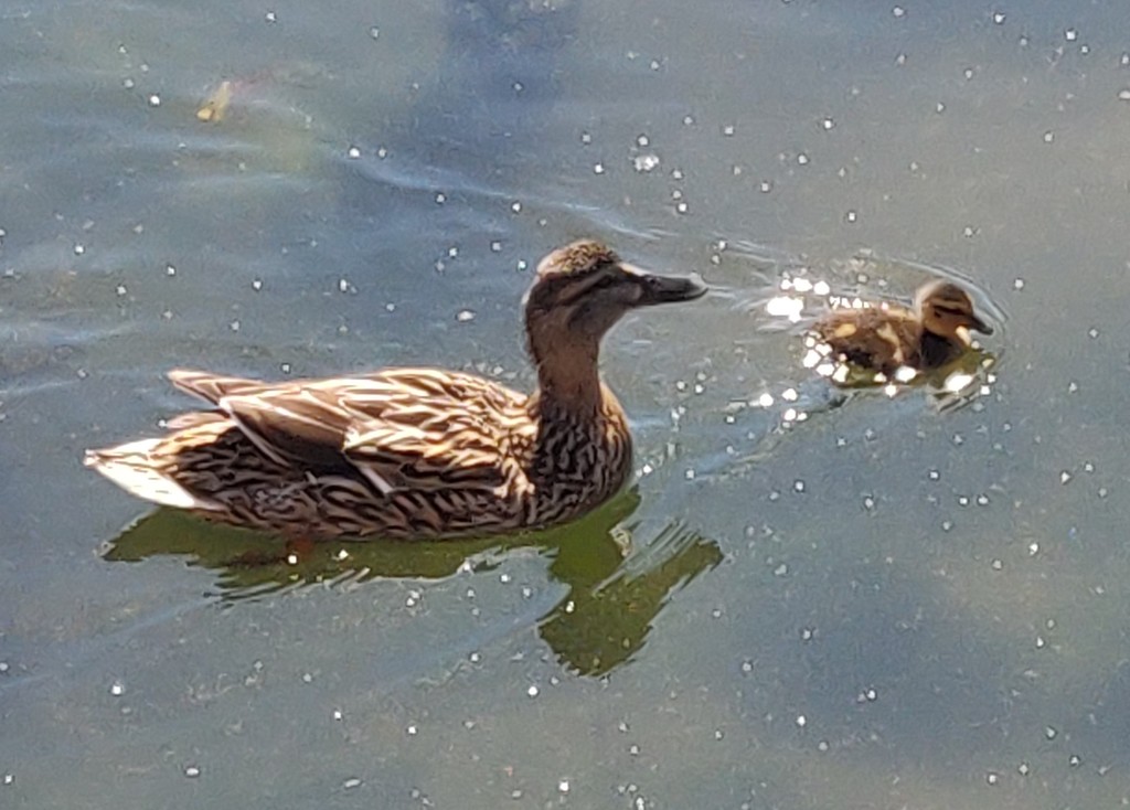 Mother Mallard and Duckling by jmdspeedy