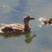 Mother Mallard and Duckling by jmdspeedy