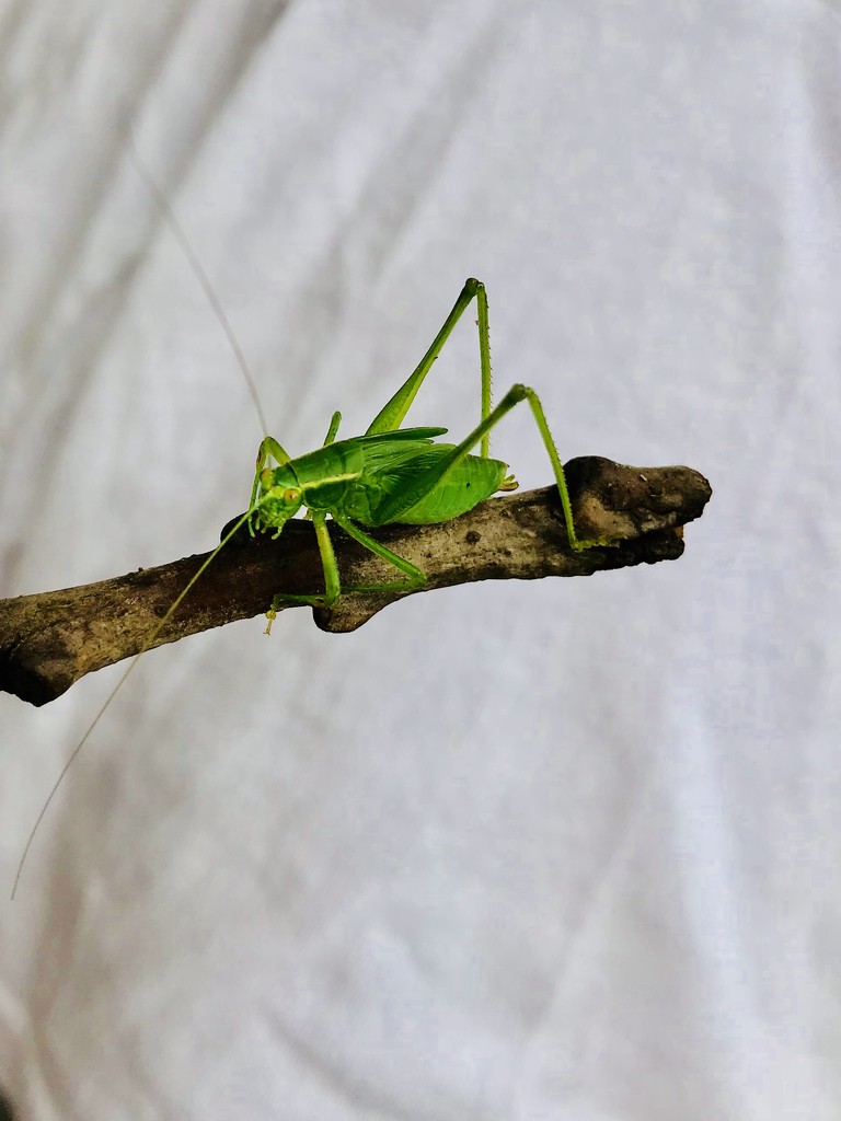 katydid by susanharvey