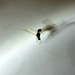 Mrav raširenih krila by vesna0210