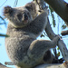 pelvic floor exercises by koalagardens