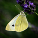 Paimpont 2018: Day 157 - Cabbage White Butterfly... by vignouse