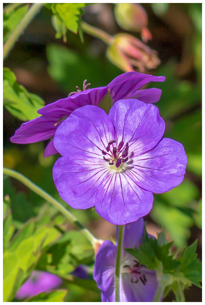 purple flower by jernst1779