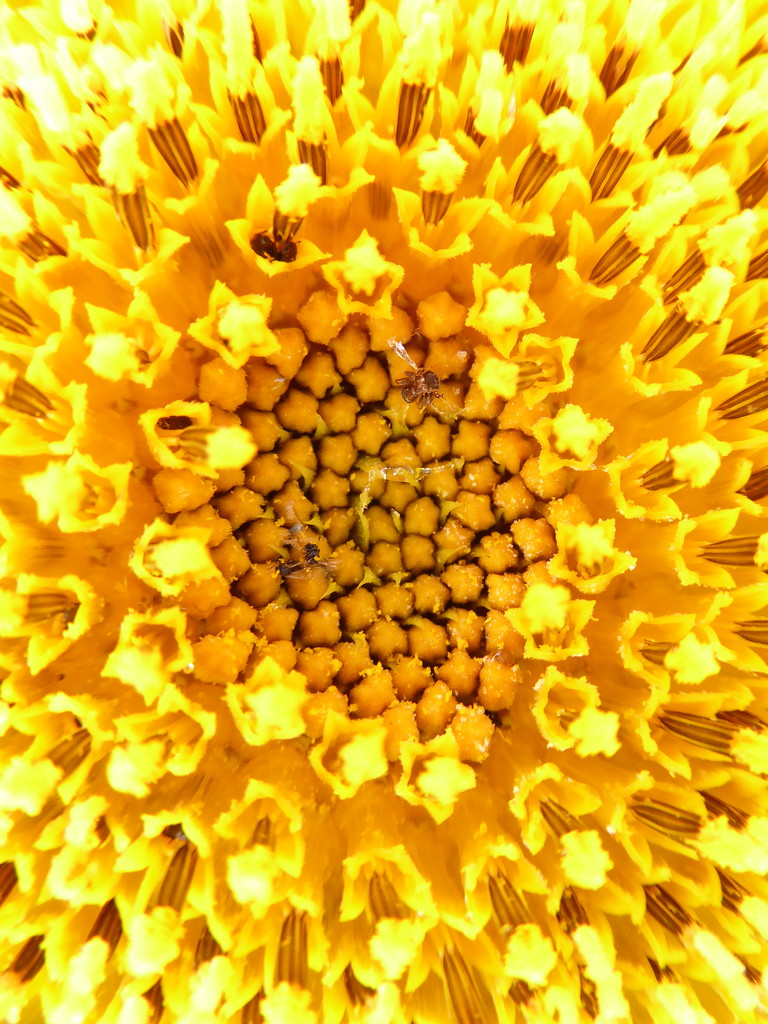 Sunny sunflower by gaf005