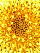 30th Jun 2018 - Sunny sunflower