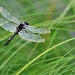 Dragonfly  by radiogirl