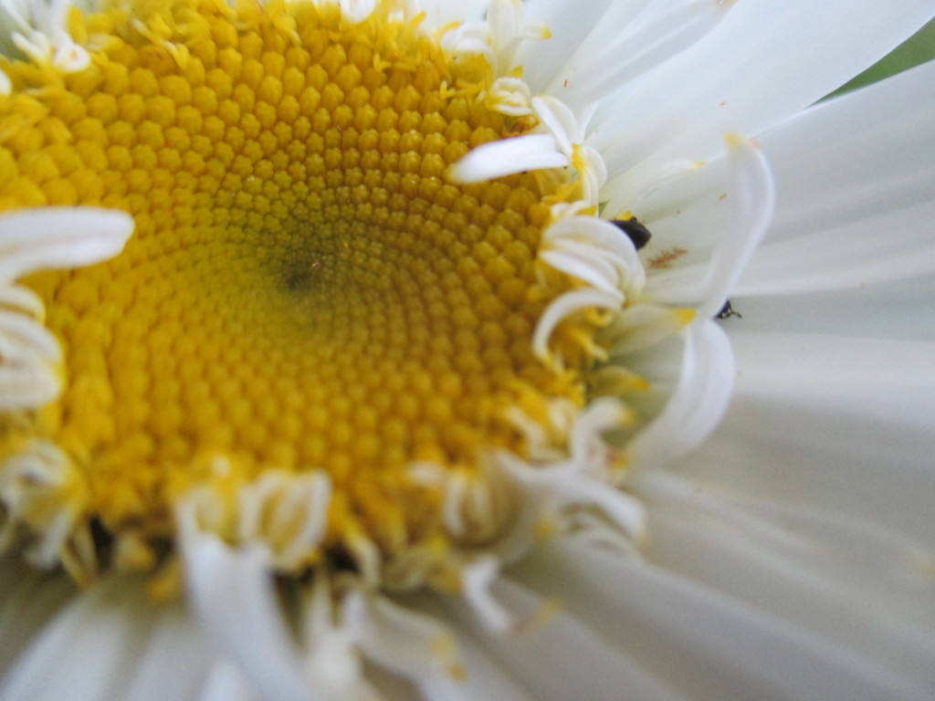 Fibonacci / Floral Friday by filsie65