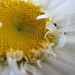 Fibonacci / Floral Friday by filsie65
