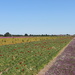 A view on the several flowerfields by pyrrhula