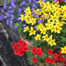 0606_9200 summer blooms by pennyrae