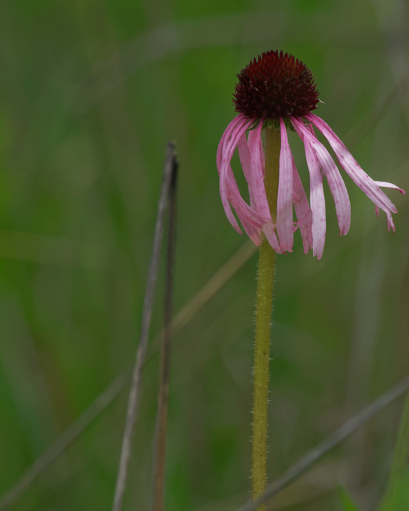 Coneflower by rminer