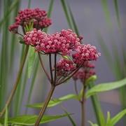 1st Jul 2018 - LHG_5624 Blooms in the Flowage