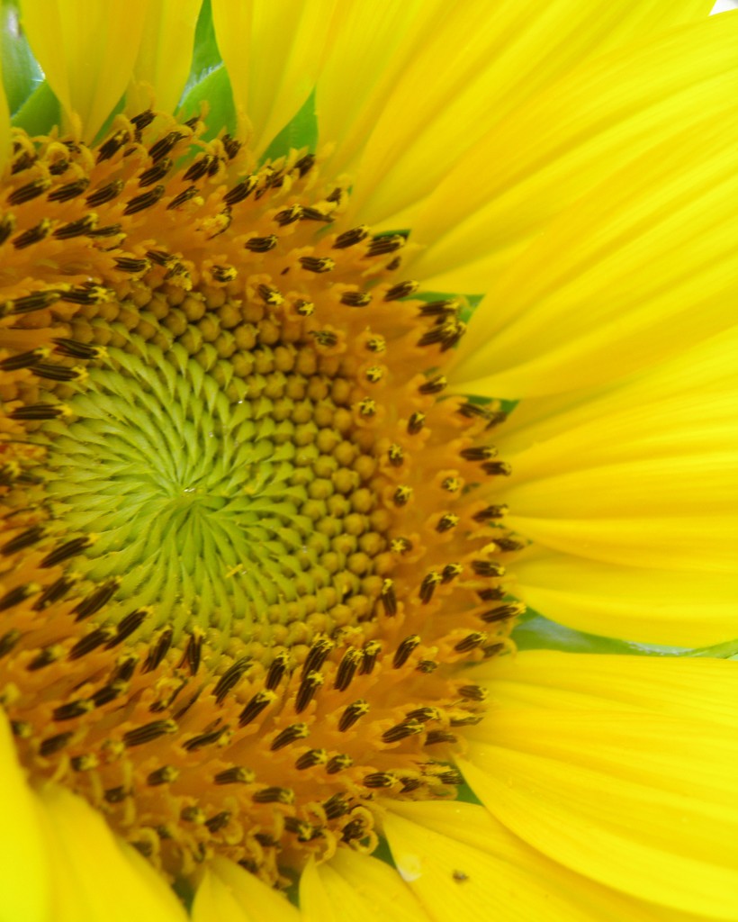July 1: sunflower by daisymiller