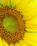 1st Jul 2018 - July 1: sunflower