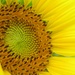 July 1: sunflower by daisymiller