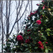 Winter Garden VI - Contrasts by chikadnz