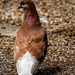 Didn't Know There Were Brown Pigeons by milaniet