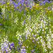 More Alpine Flowers by jetr