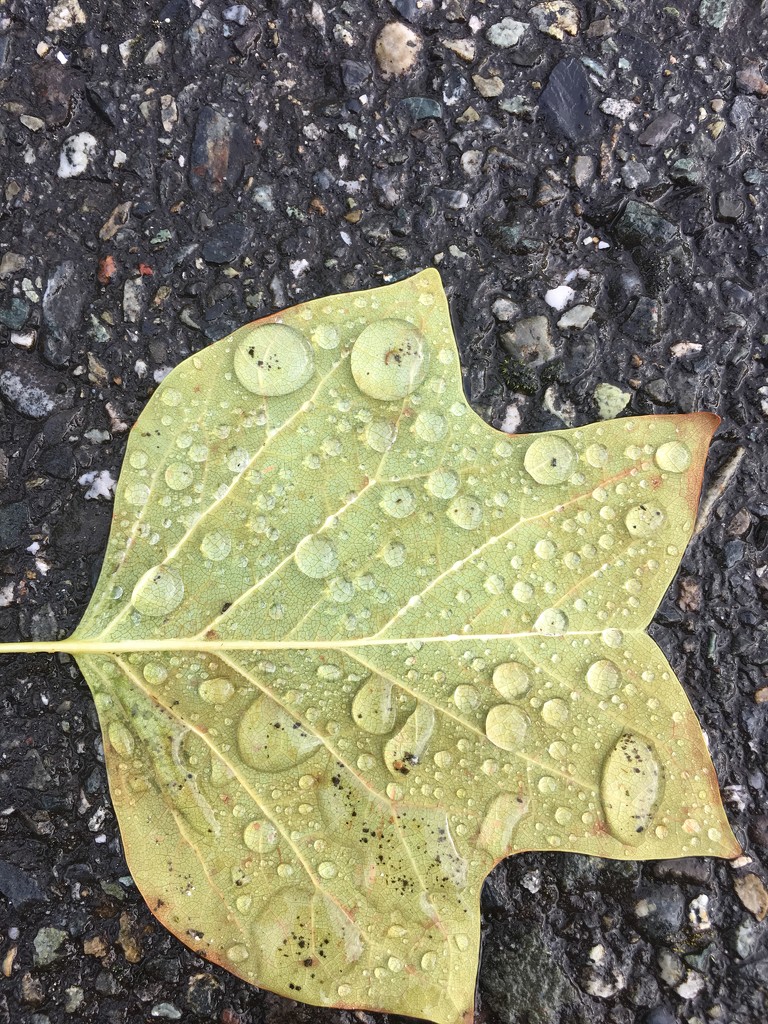Rain drops on leaf by clay88