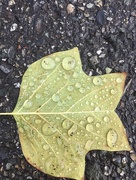 10th Jun 2018 - Rain drops on leaf