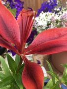22nd Jun 2018 - Red Lily