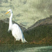 Egret by ludwigsdiana