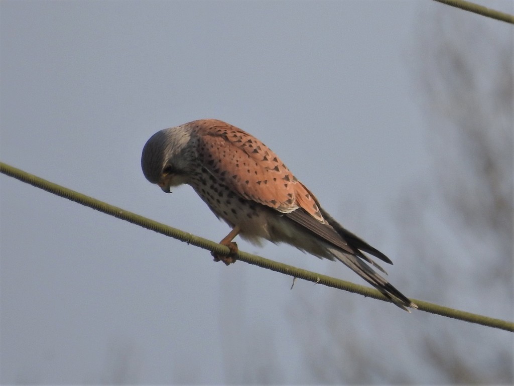 Kestrel by oldjosh