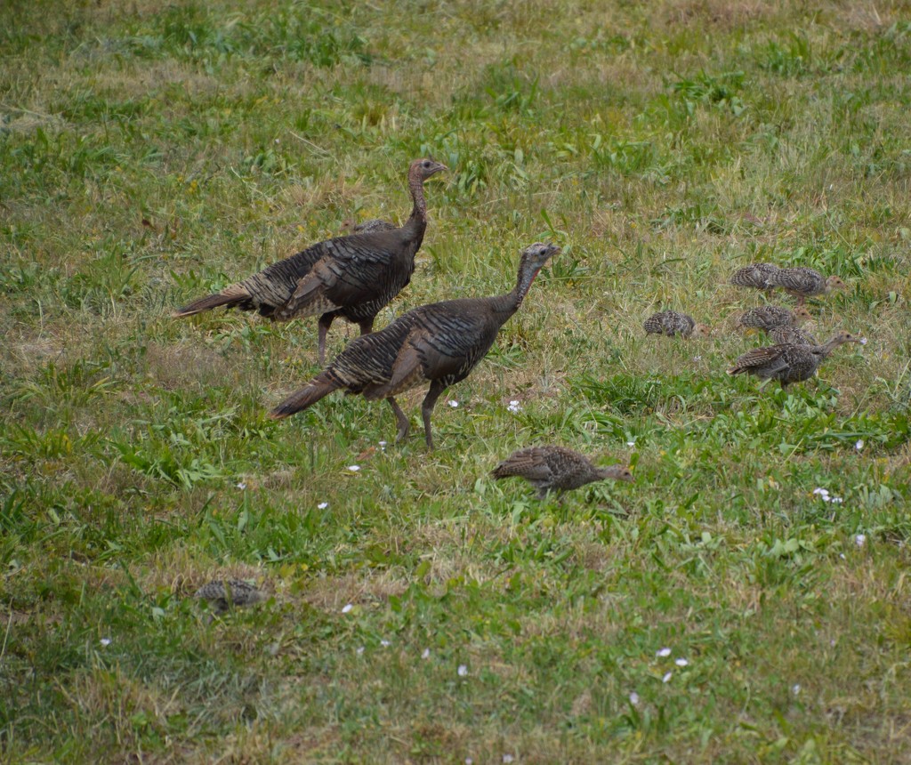 Wild turkeys by bigdad