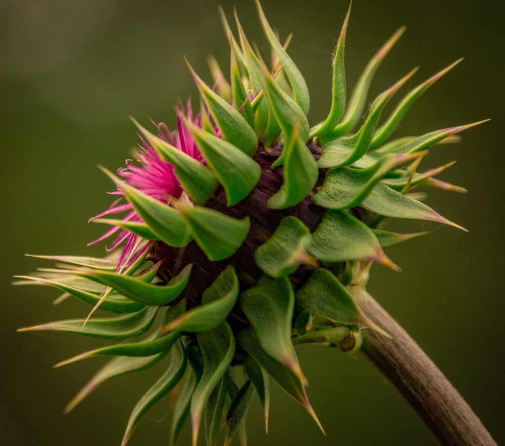 Bull Thistle by 365karly1