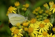 28th Jun 2018 - SMALL WHITE BUTTERFLY