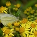 SMALL WHITE BUTTERFLY by markp