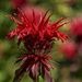 Red Bee Balm by tonygig