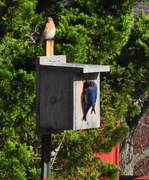 20th Jun 2018 - Day 171: Checking out the Bluebird Box