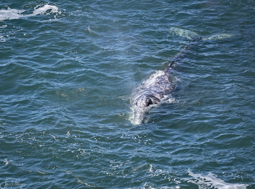 Grey Whale Coming Into the Bay by jgpittenger