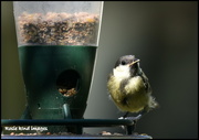2nd Jul 2018 - Young great tit