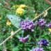 monotone animal: Butterfly on Verbena by ideetje