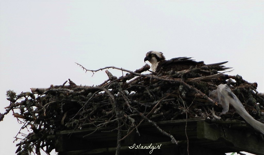 Osprey in Nest  by radiogirl