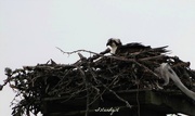 2nd Jul 2018 - Osprey in Nest 