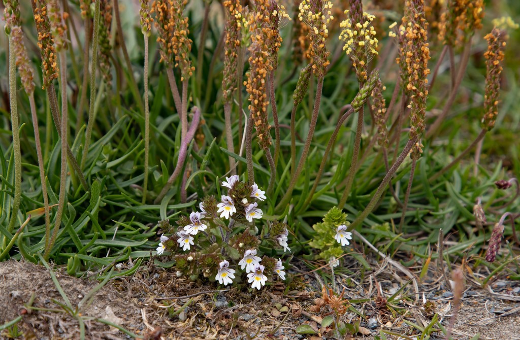 Eyebright by lifeat60degrees