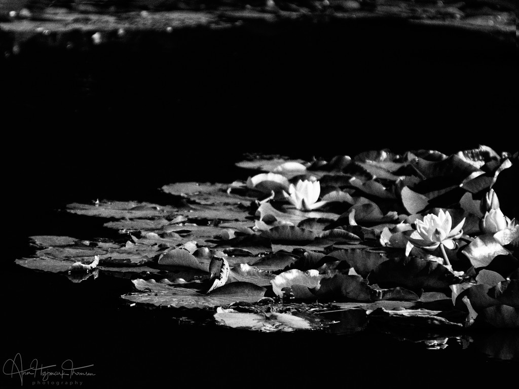 Waterlilies by atchoo