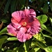 Hibiscus In The Winter Sun ~ by happysnaps