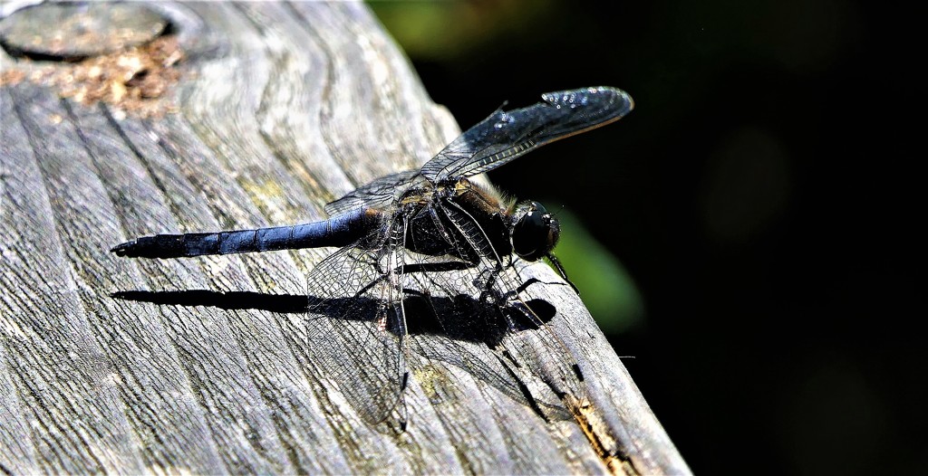 A Tired Dragon Fly... by carole_sandford