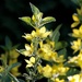 Yellow loosestrife by amyk