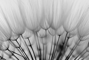 2nd Jul 2018 - Goats Beard in black and white!