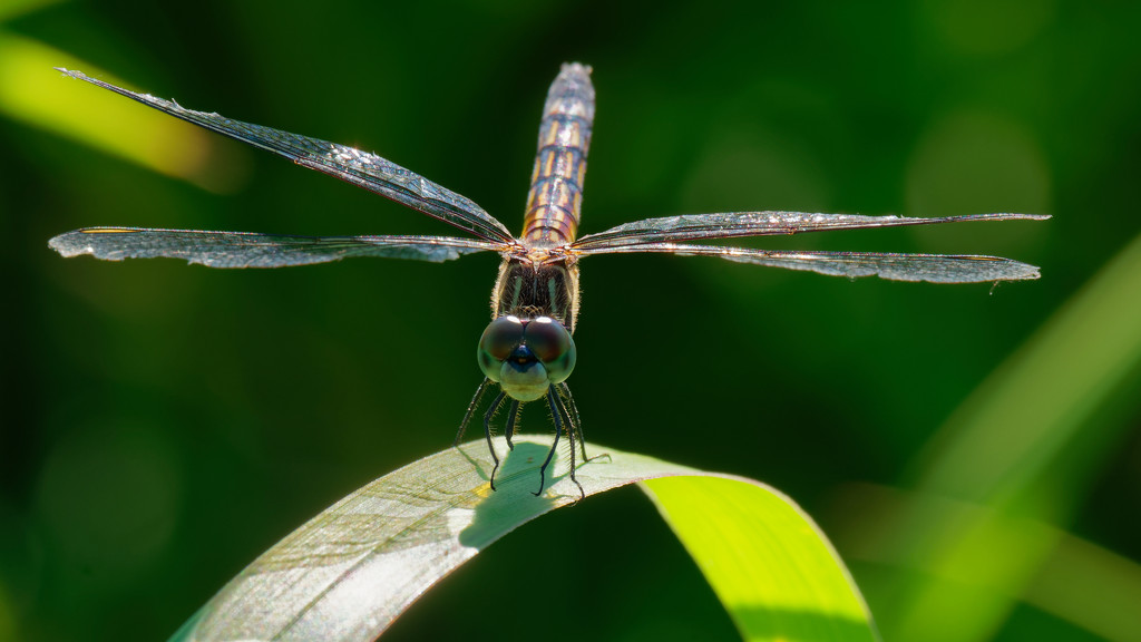 Blue dasher face forward by rminer
