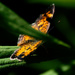 Pearl Crescent  by rminer