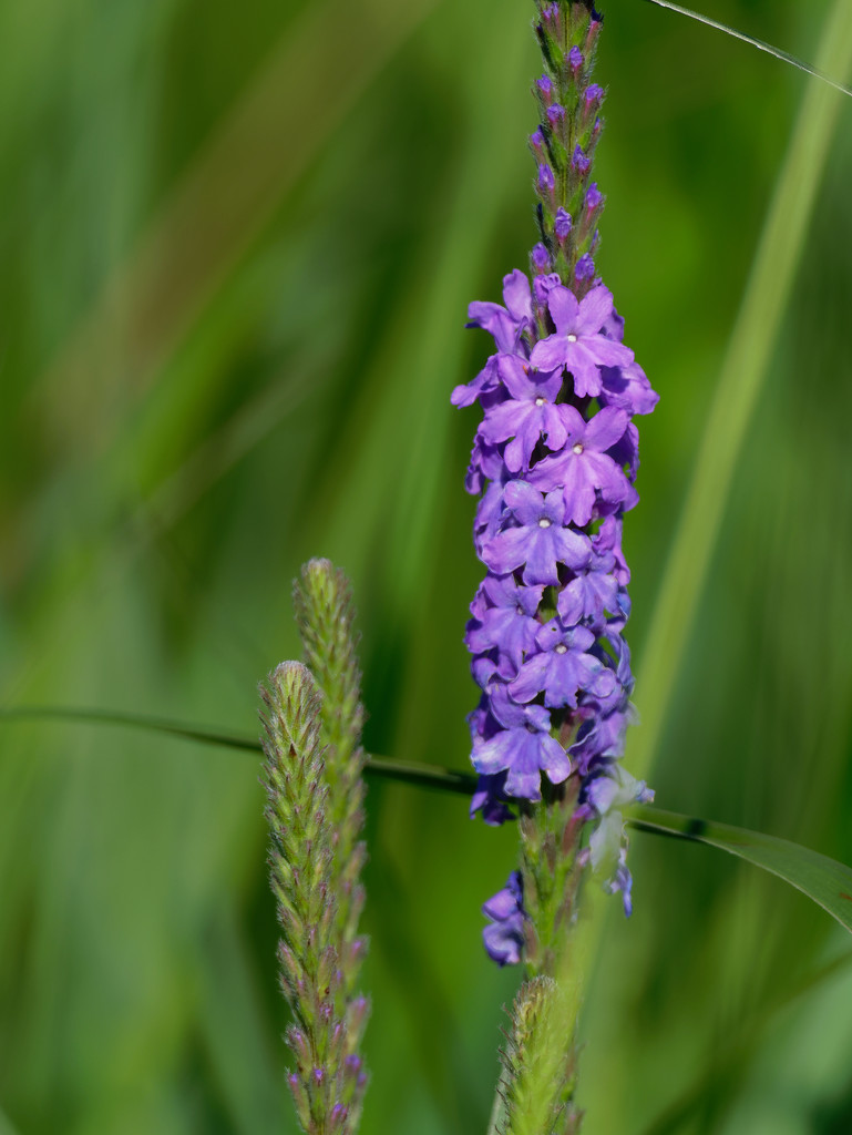 Woolly verbena by rminer